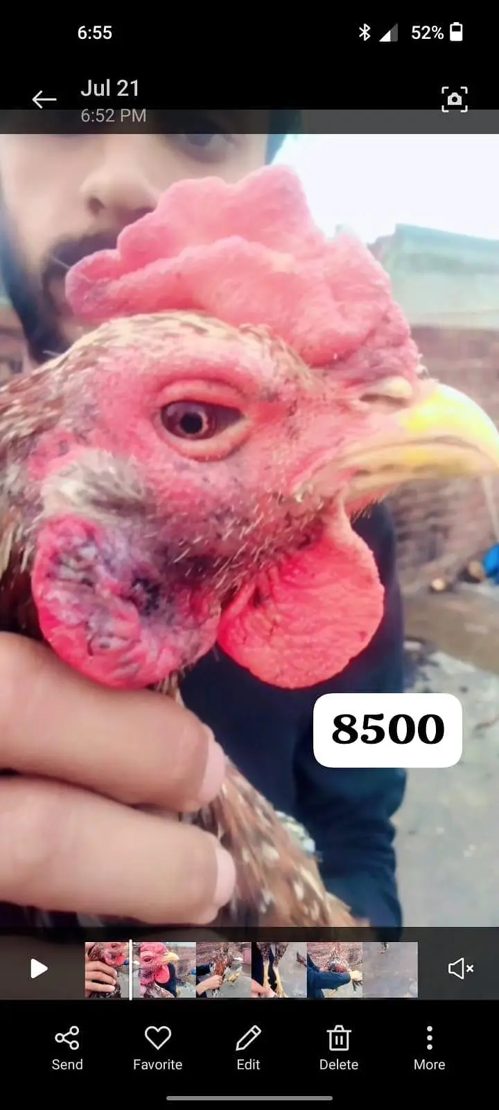 total bird breeder white murga one eyes blind ha — photo 3