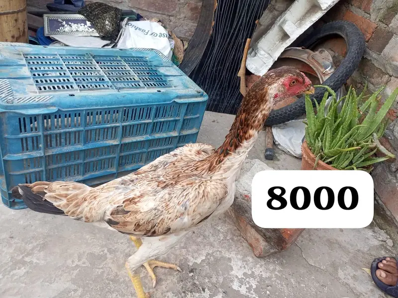 total bird breeder white murga one eyes blind ha — photo 4