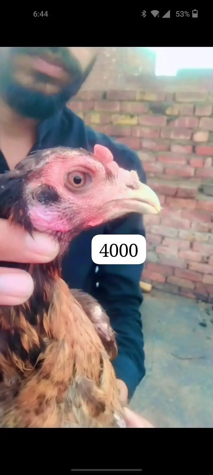 total bird breeder white murga one eyes blind ha — photo 5