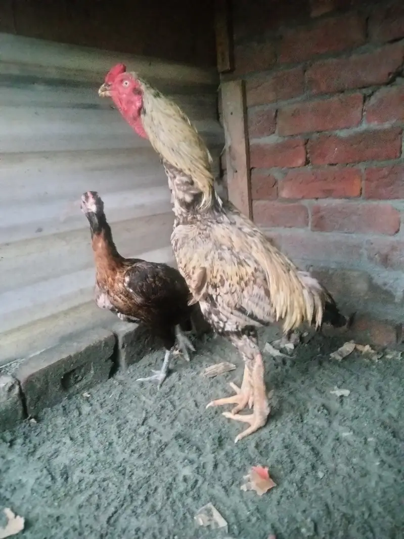 total bird breeder white murga one eyes blind ha — photo 6