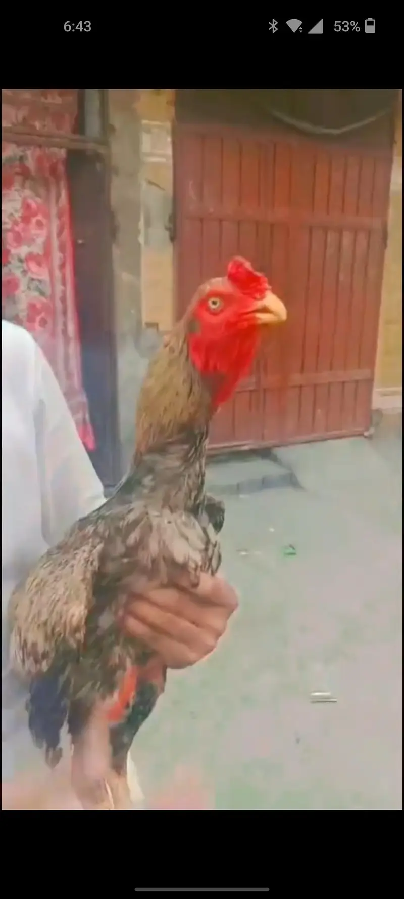 total bird breeder white murga one eyes blind ha — photo 7