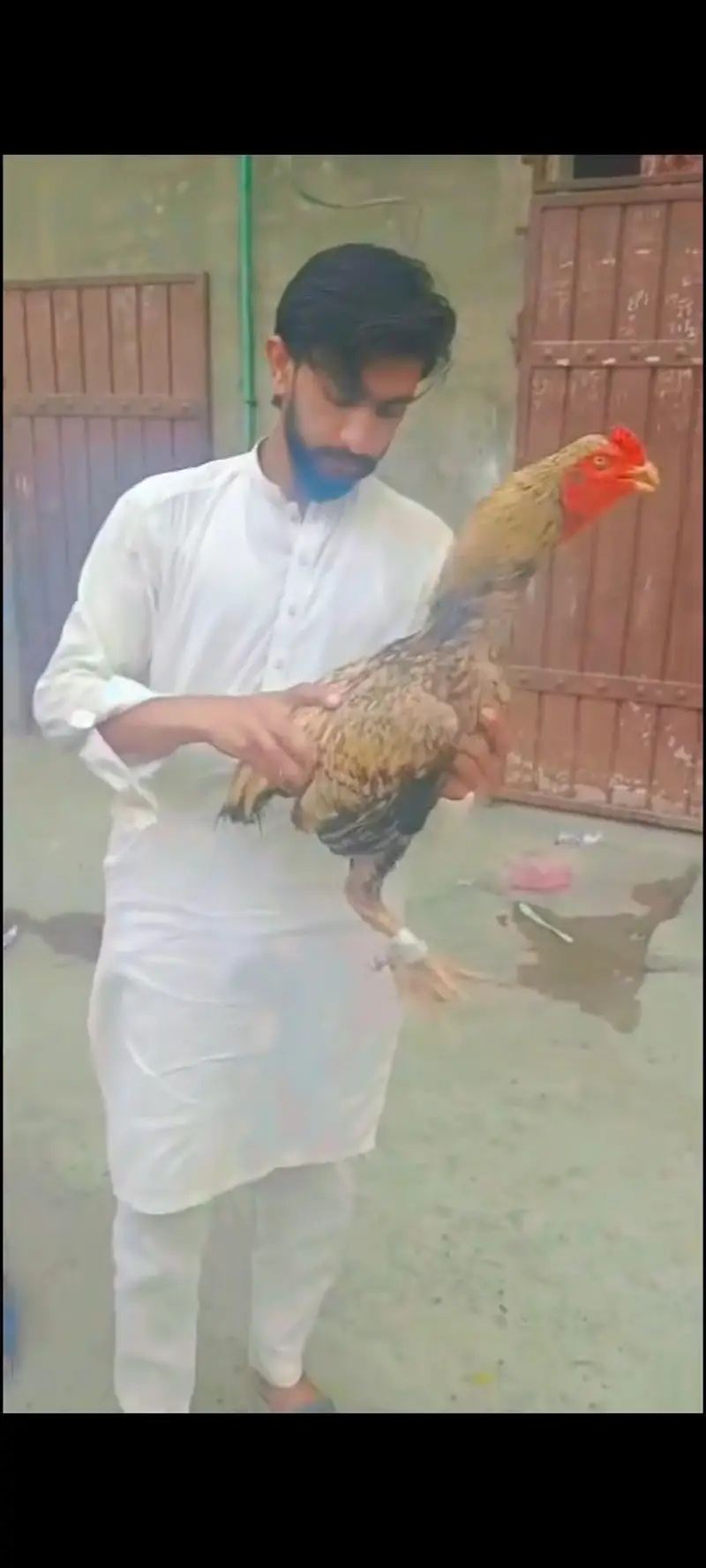 total bird breeder white murga one eyes blind ha — photo 8