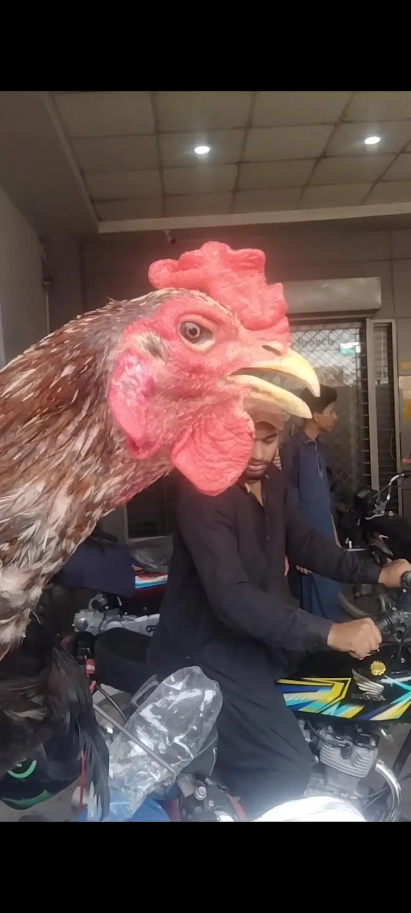 total bird breeder white murga one eyes blind ha — photo 9