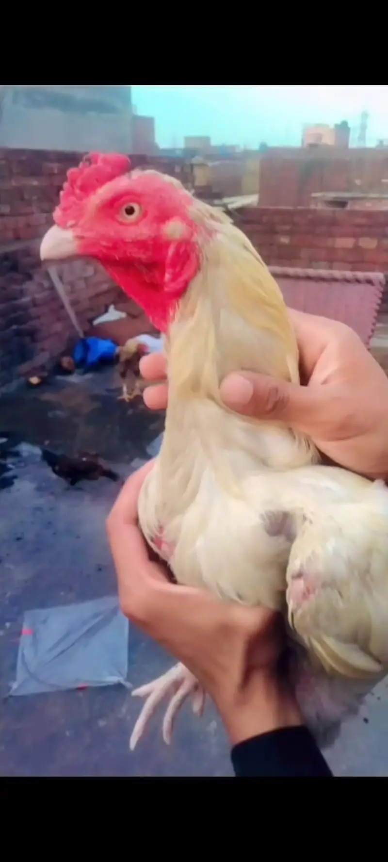 total bird breeder white murga one eyes blind ha — photo 10