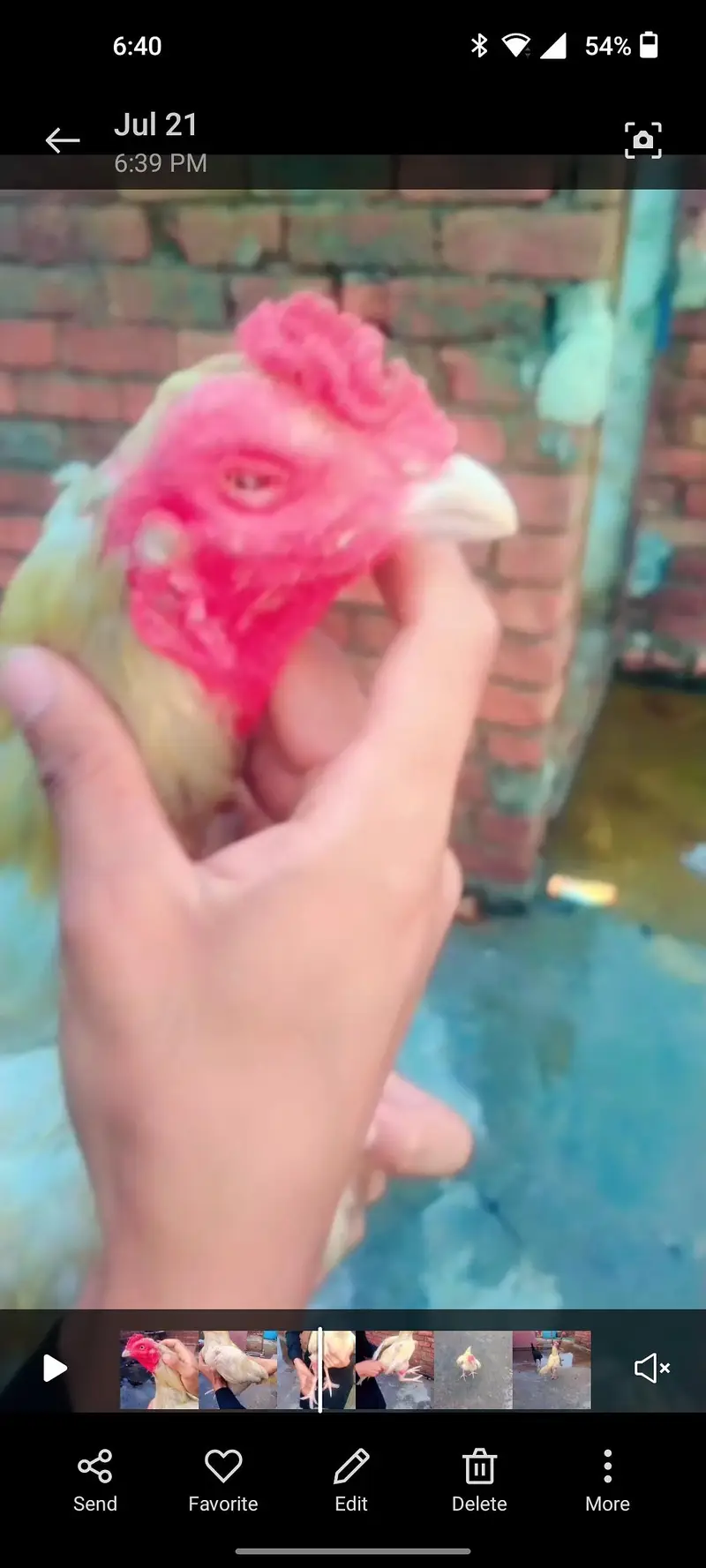 total bird breeder white murga one eyes blind ha — photo 11
