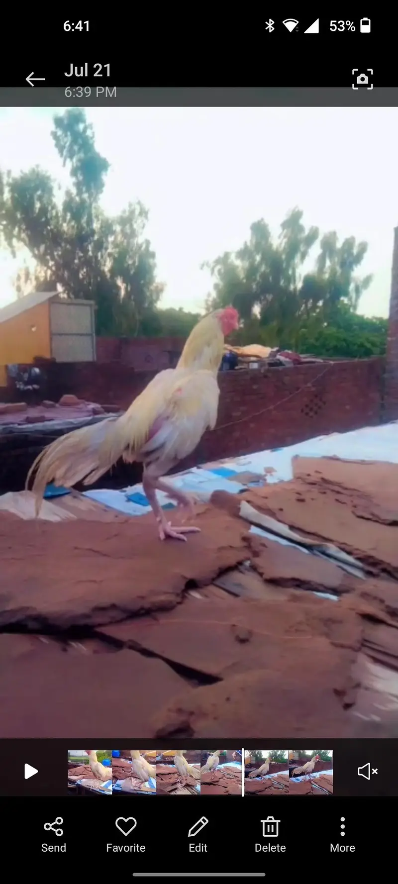 total bird breeder white murga one eyes blind ha — photo 12