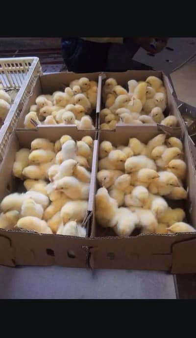Three days boiler chicks availabla contact 03335107539