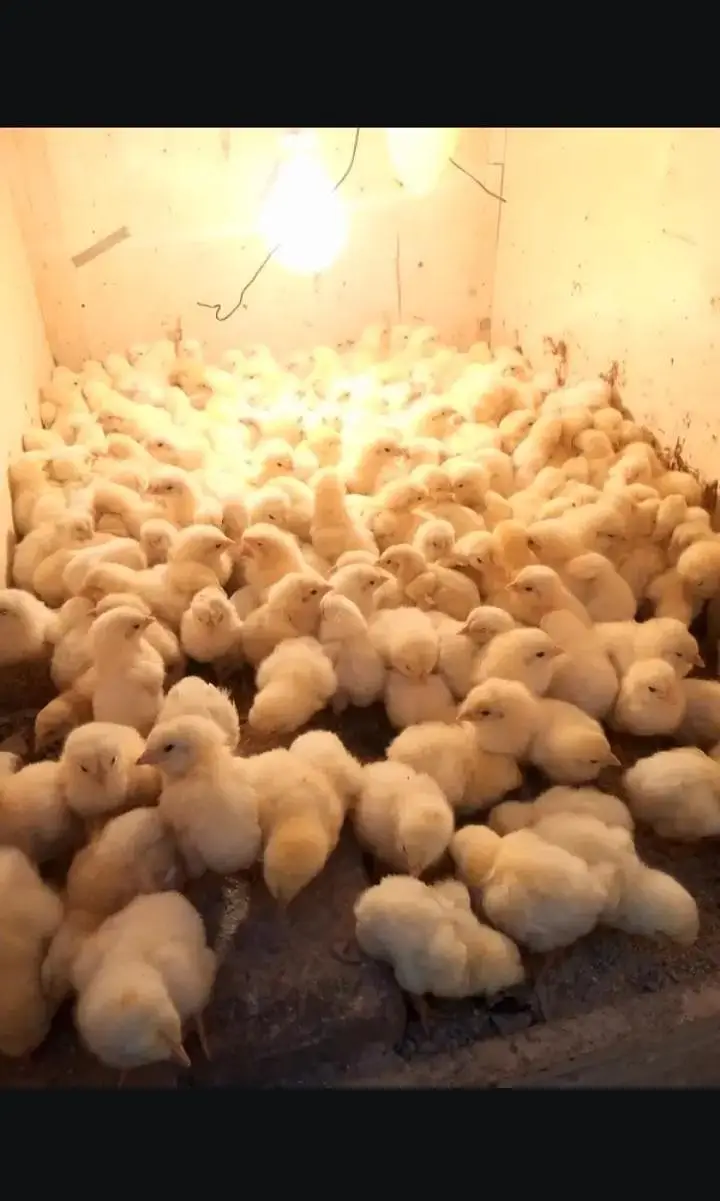 Three days boiler chicks availabla contact 03335107539 — photo 2