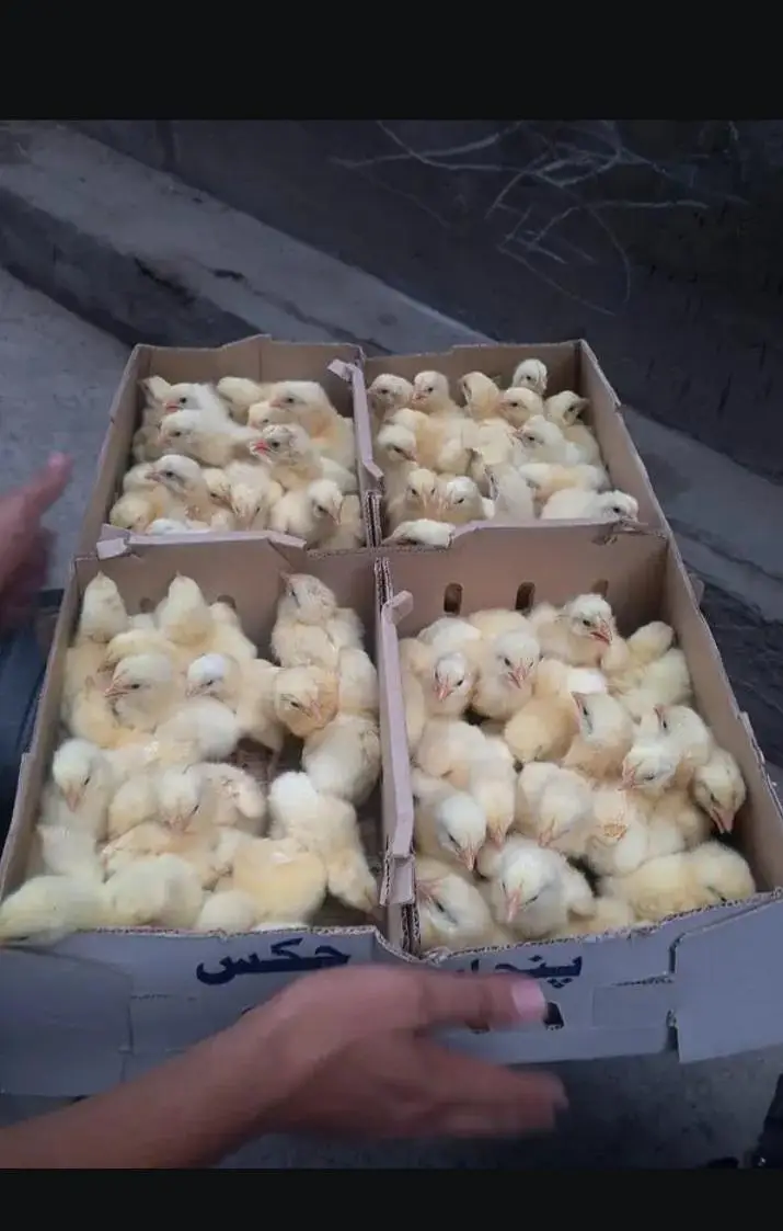 Three days boiler chicks availabla contact 03335107539 — photo 3