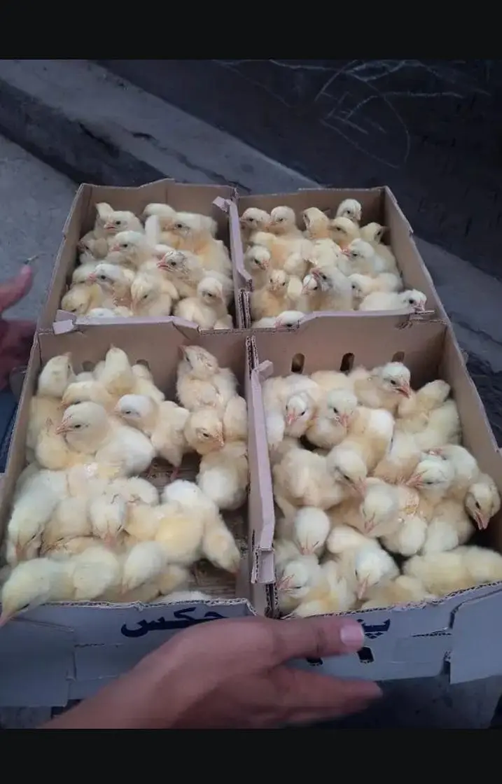 Three days boiler chicks availabla contact 03335107539 — photo 4
