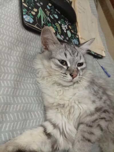 Triple Coat Persian Cat ( Male )