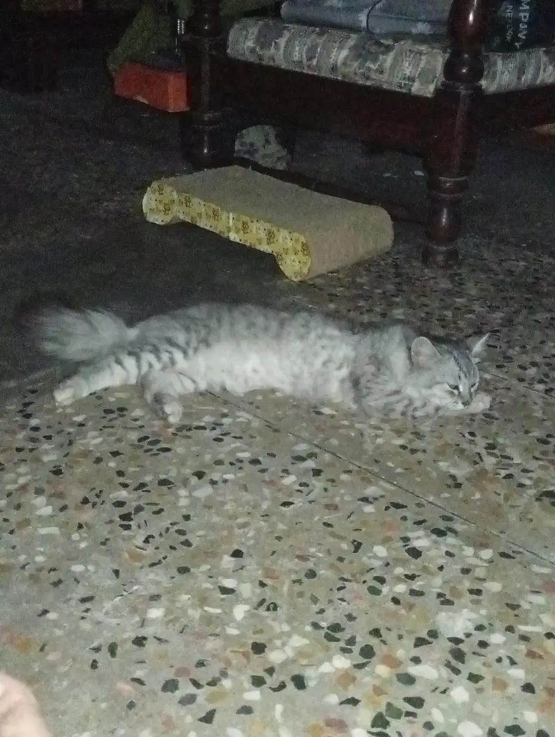 Triple Coat Persian Cat ( Male ) — photo 2