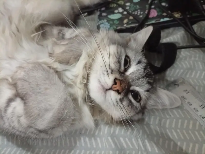 Triple Coat Persian Cat ( Male ) — photo 3