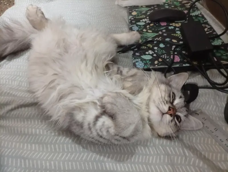 Triple Coat Persian Cat ( Male ) — photo 4
