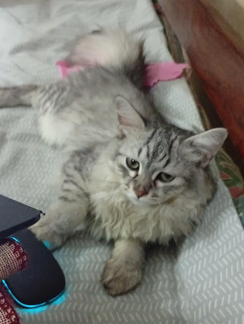 Triple Coat Persian Cat ( Male ) — photo 5