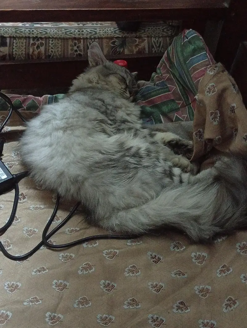 Triple Coat Persian Cat ( Male ) — photo 6