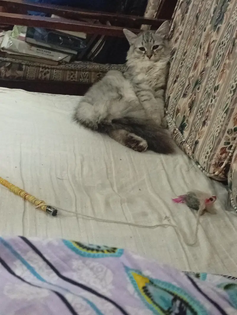 Triple Coat Persian Cat ( Male ) — photo 7