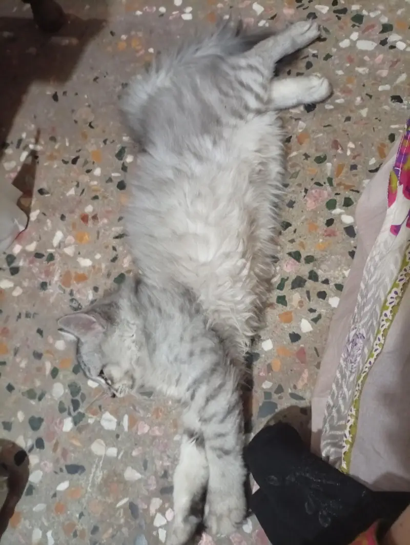 Triple Coat Persian Cat ( Male ) — photo 8