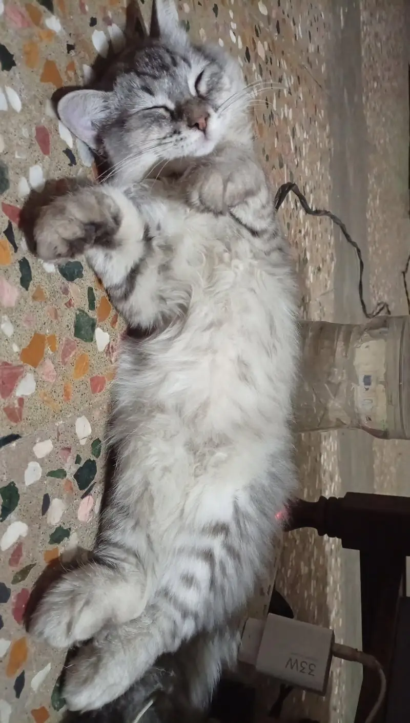Triple Coat Persian Cat ( Male ) — photo 9