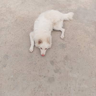 pista pink nose