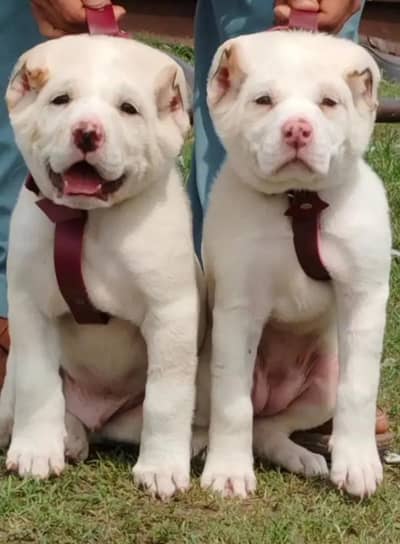 Alabai dabal hadi Havey bone stutcatur for sale security dog for sale