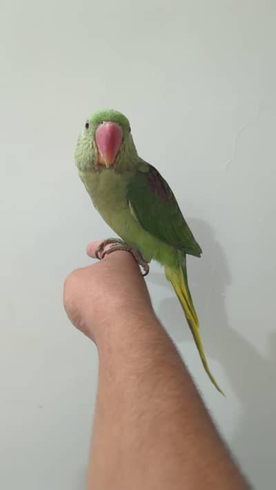 Hand Tame & 0% Bite Parrots Available | Ring Neck, Sun Conure etc.