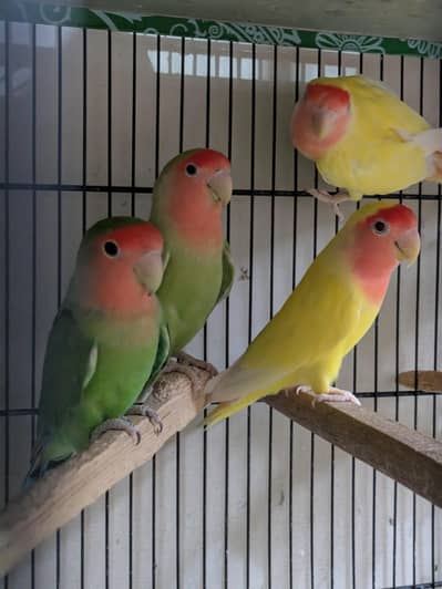 Lutino Lovebirds (Pairs & Single)