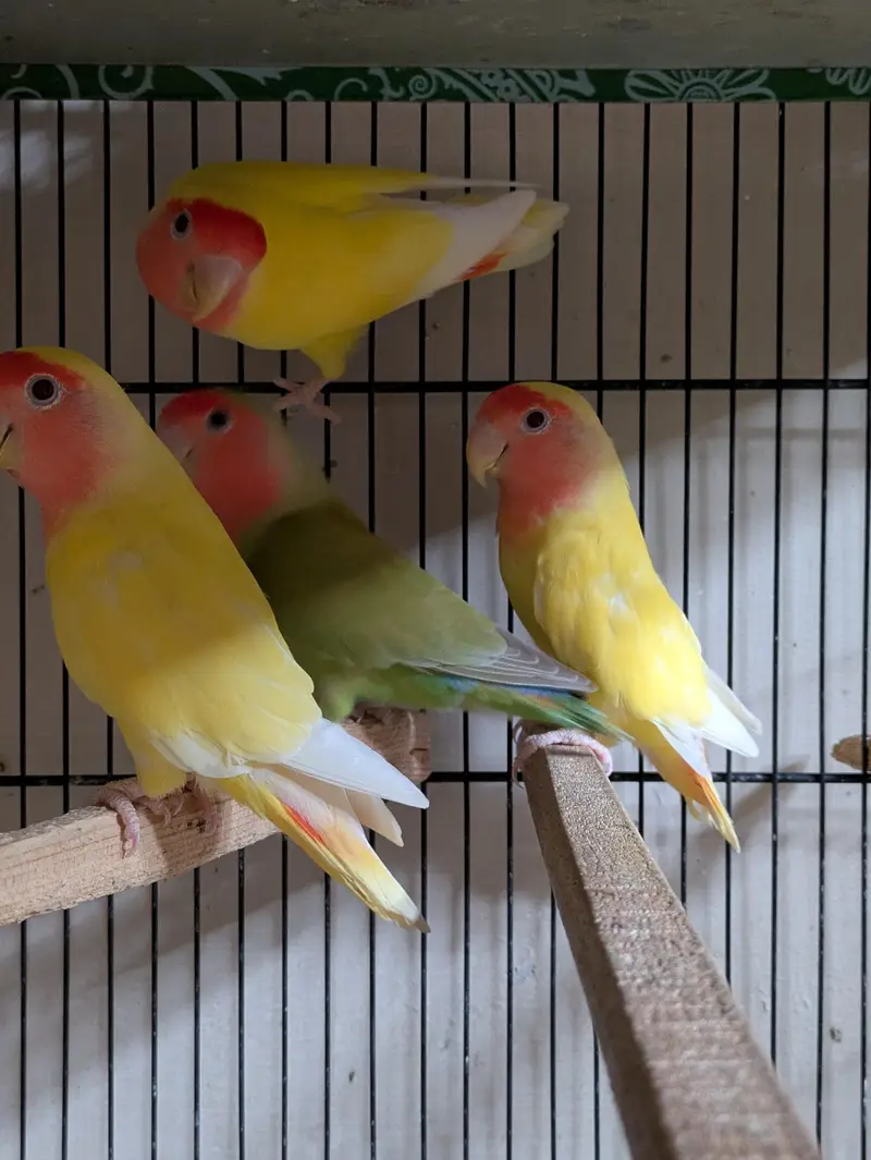 Lutino Lovebirds (Pairs & Single) — photo 2