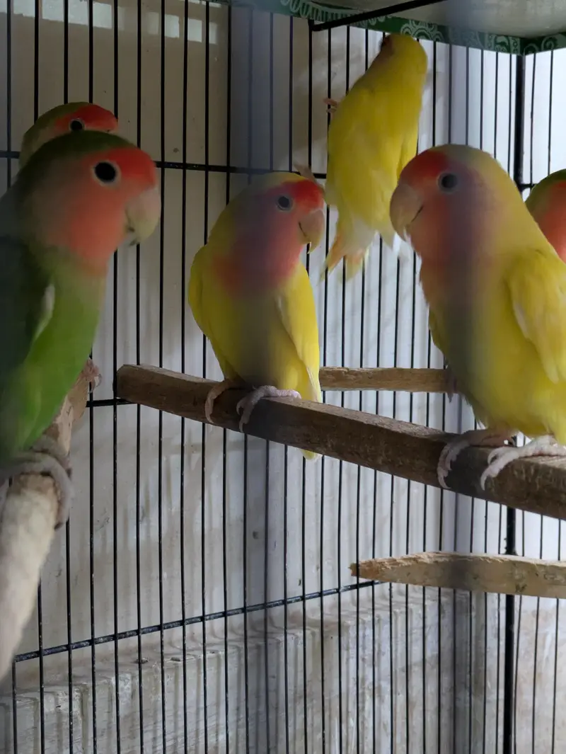 Lutino Lovebirds (Pairs & Single) — photo 3