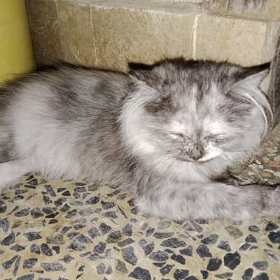 grey kitten female