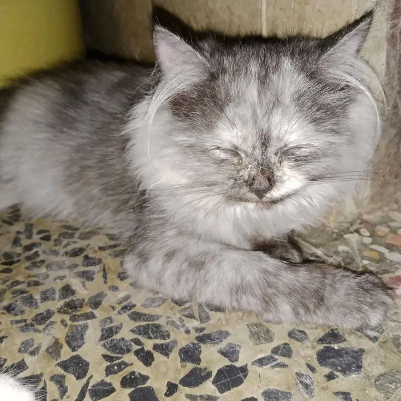 grey kitten female — photo 2