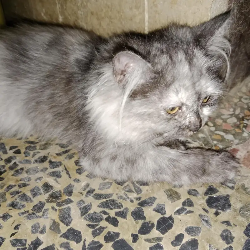 grey kitten female — photo 3