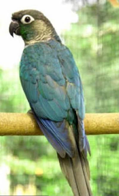 Blue turquoise white foot Conure female