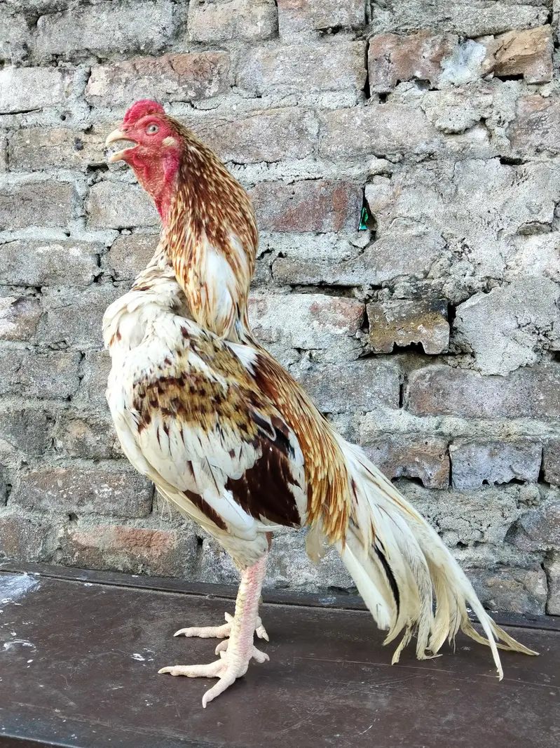 ASEEL MURGA — photo 2