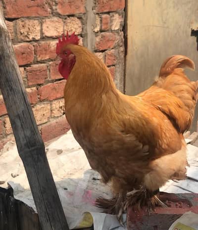 Golden buff male