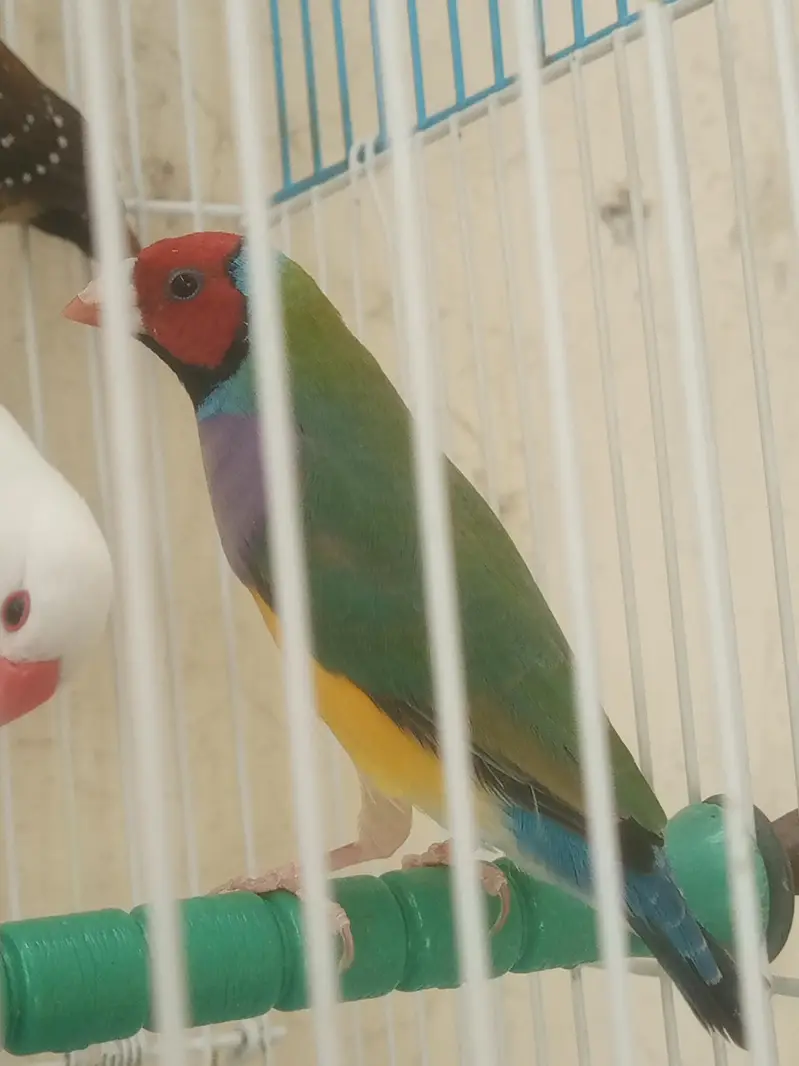 lady Gouldian finch