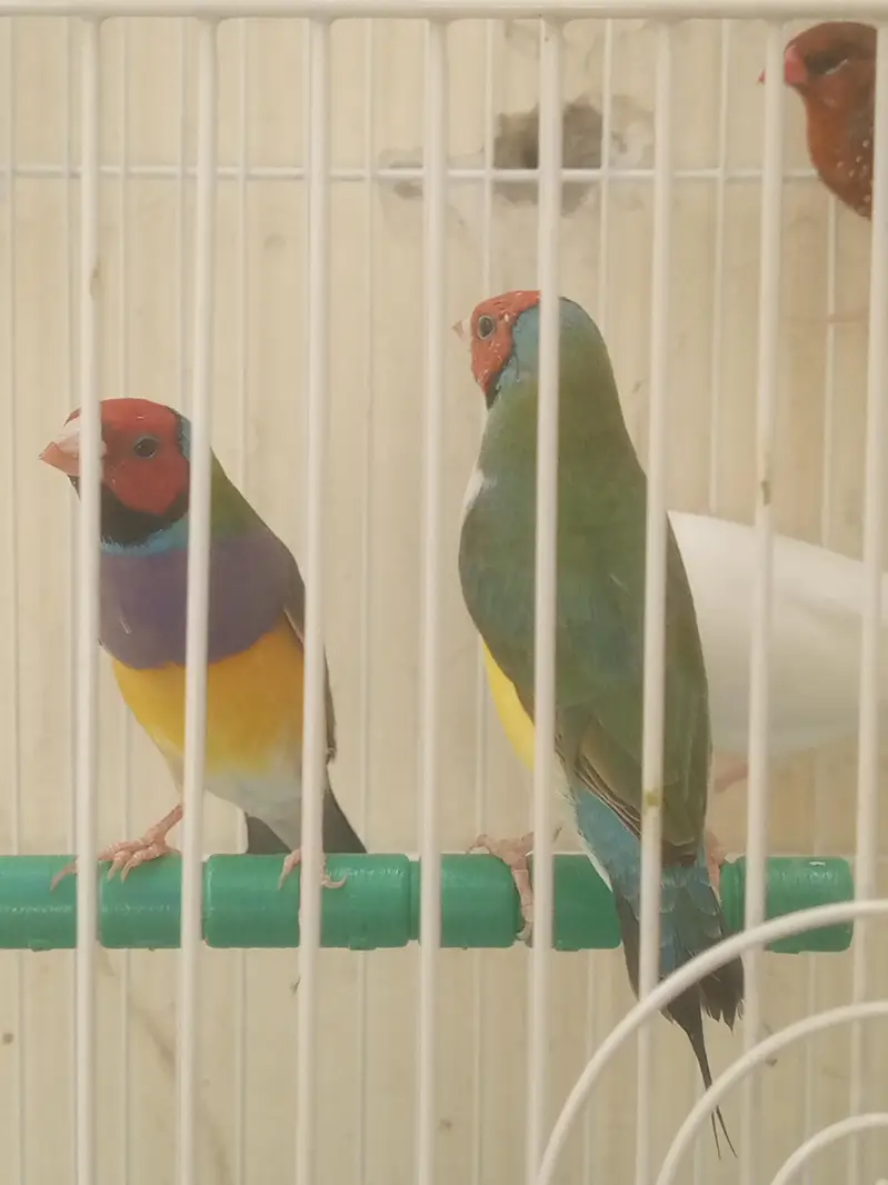 lady Gouldian finch — photo 2