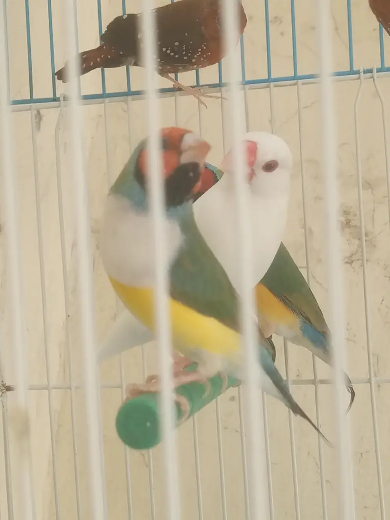 lady Gouldian finch — photo 3