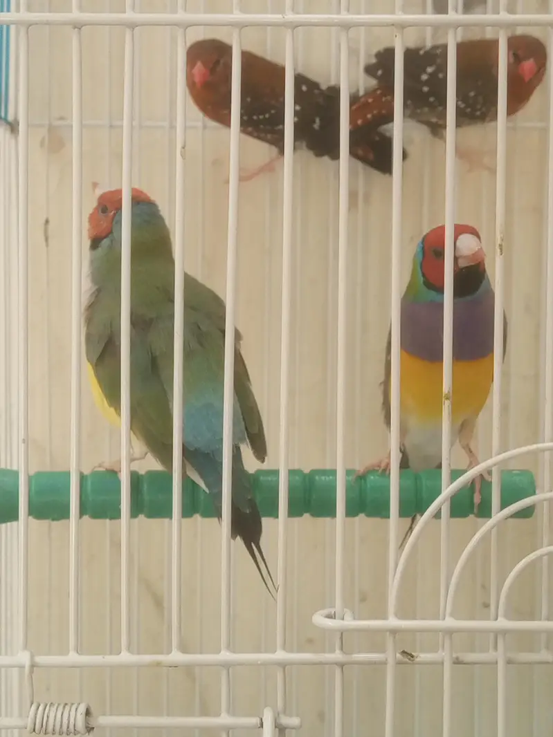 lady Gouldian finch — photo 4