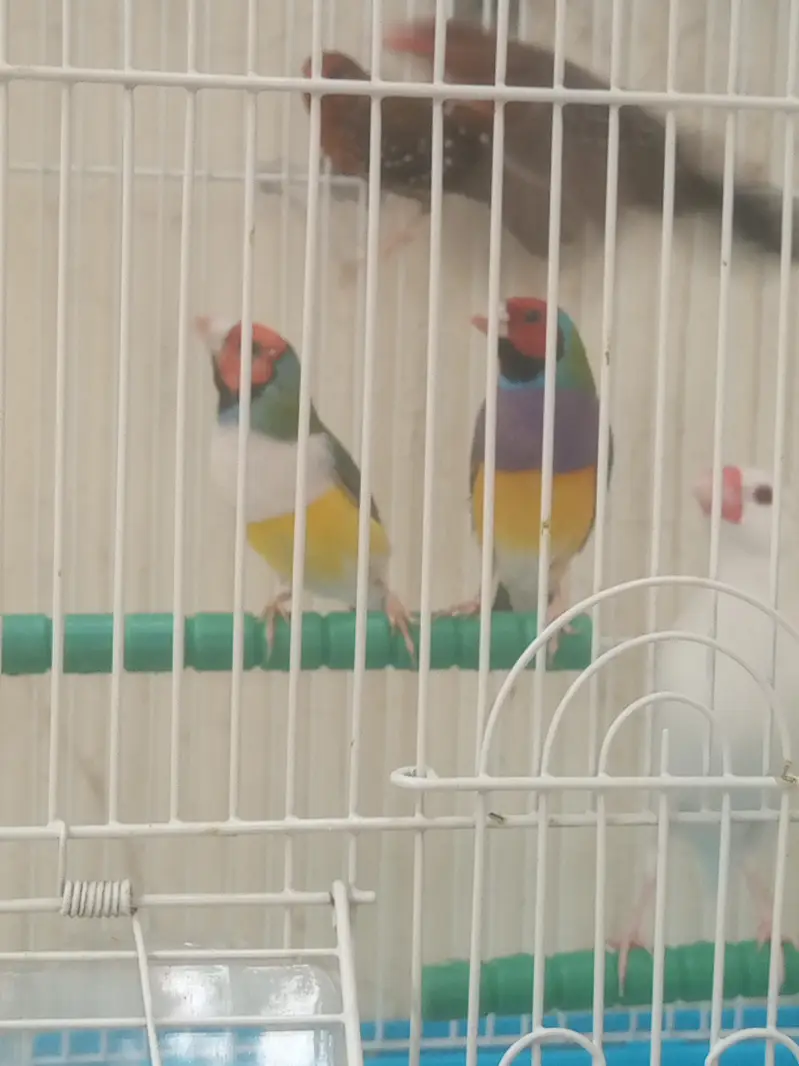 lady Gouldian finch — photo 5