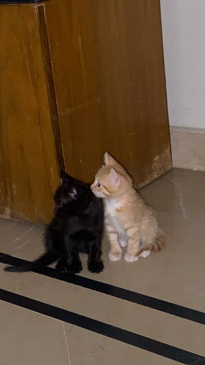 2 kittens