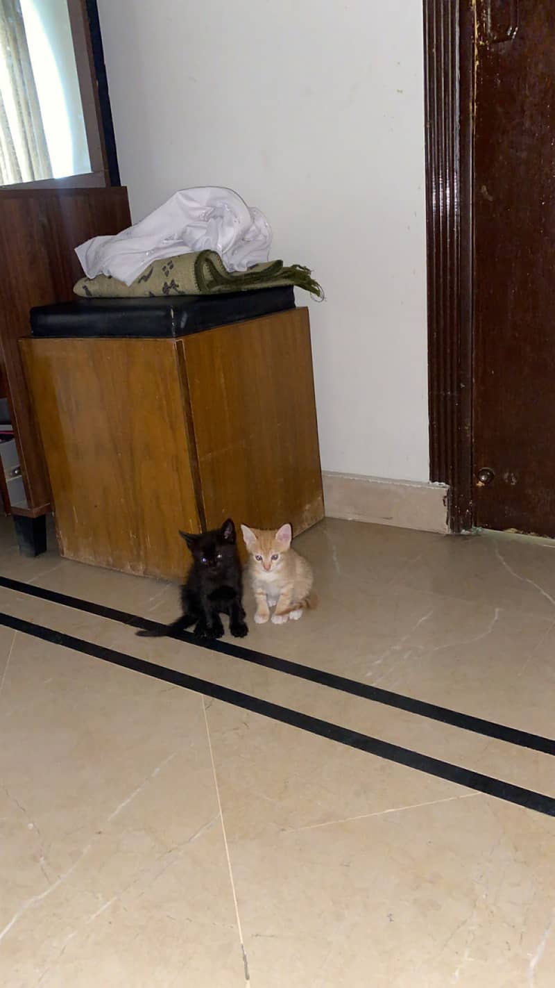2 kittens 1