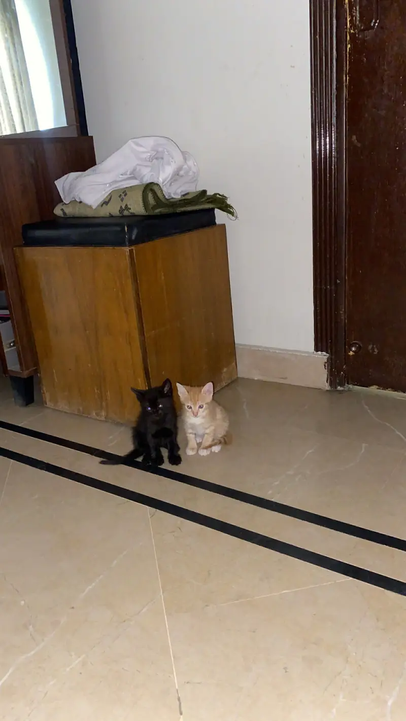2 kittens — photo 2