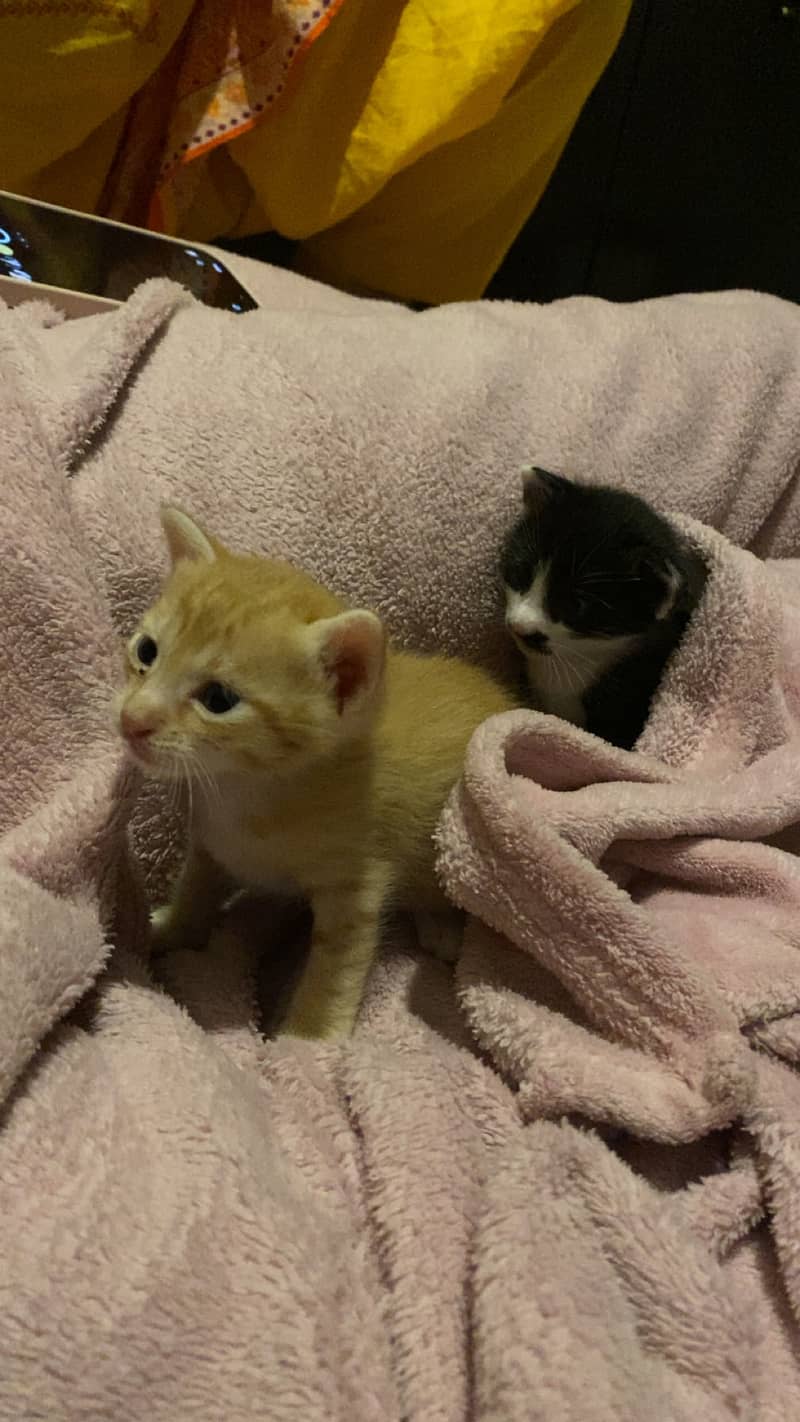 2 kittens 2