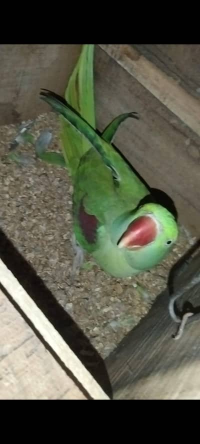 animal
