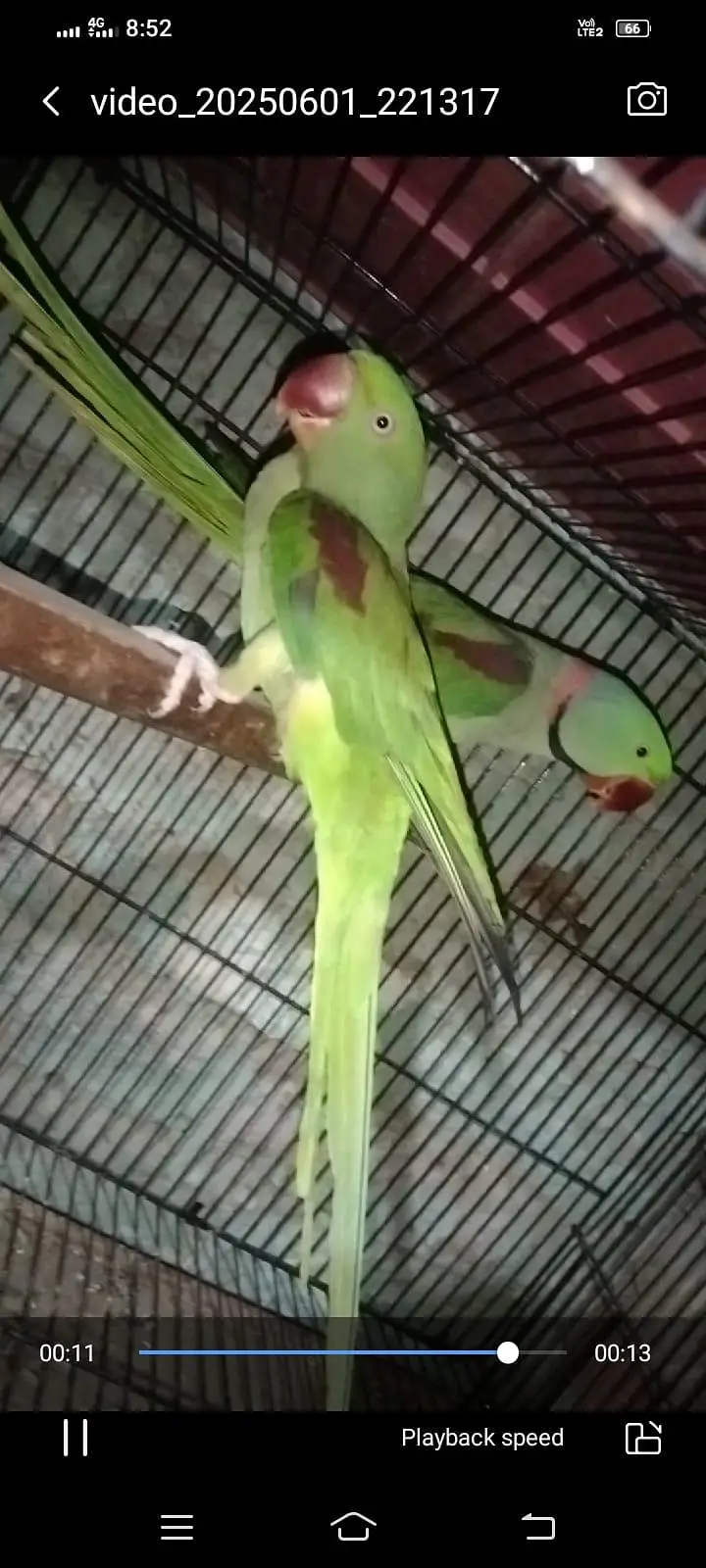animal — photo 2