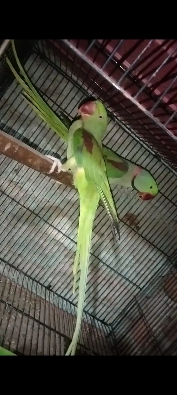 animal — photo 3