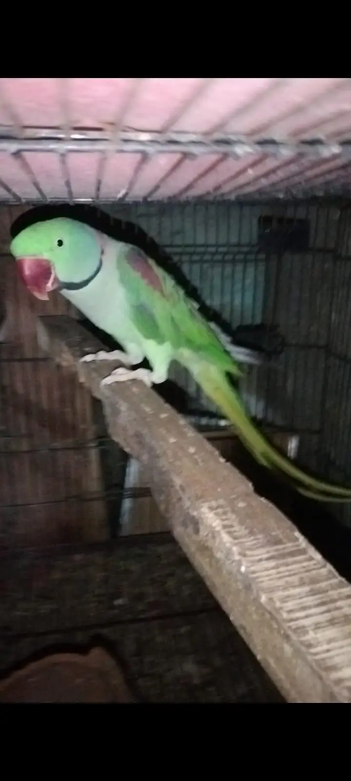 animal — photo 4