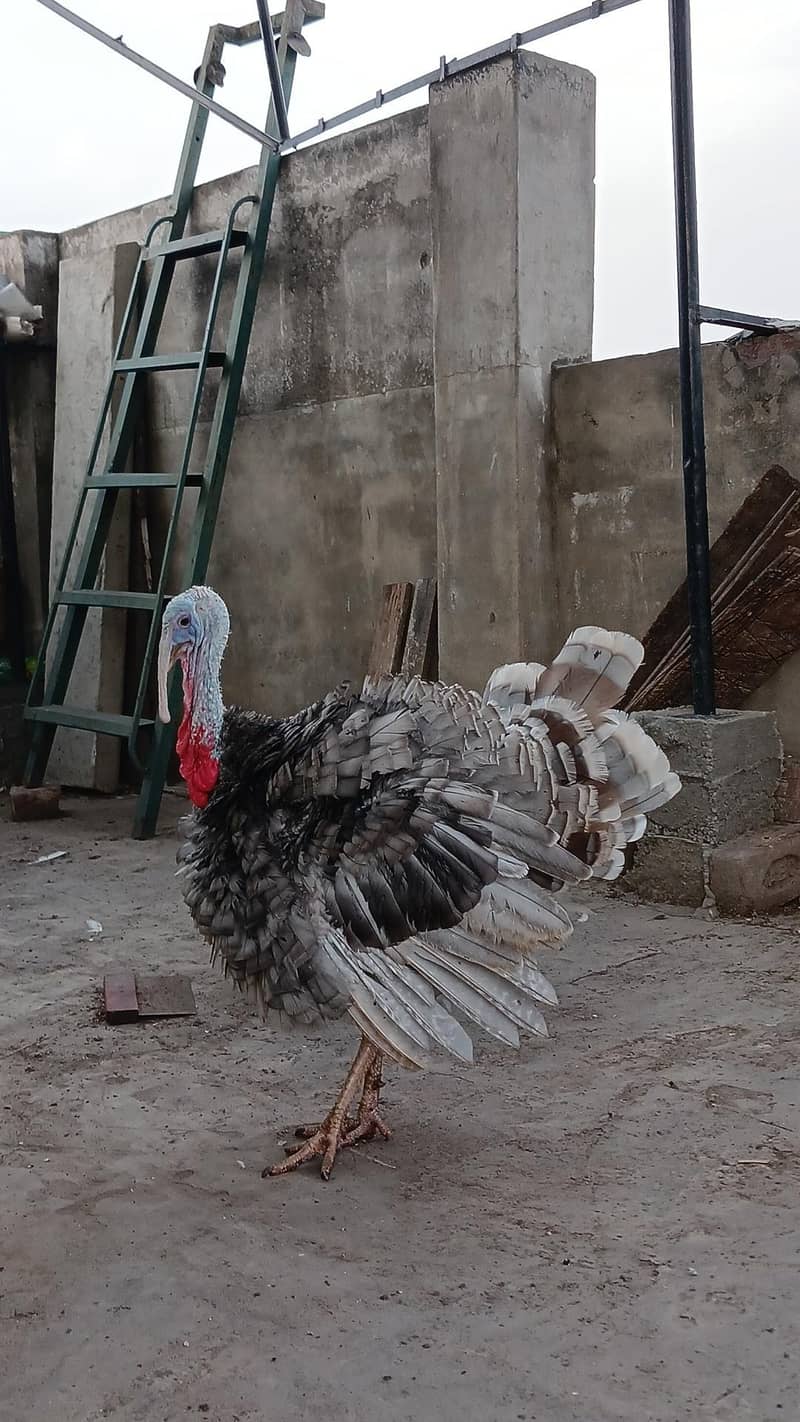 turkey bird 0