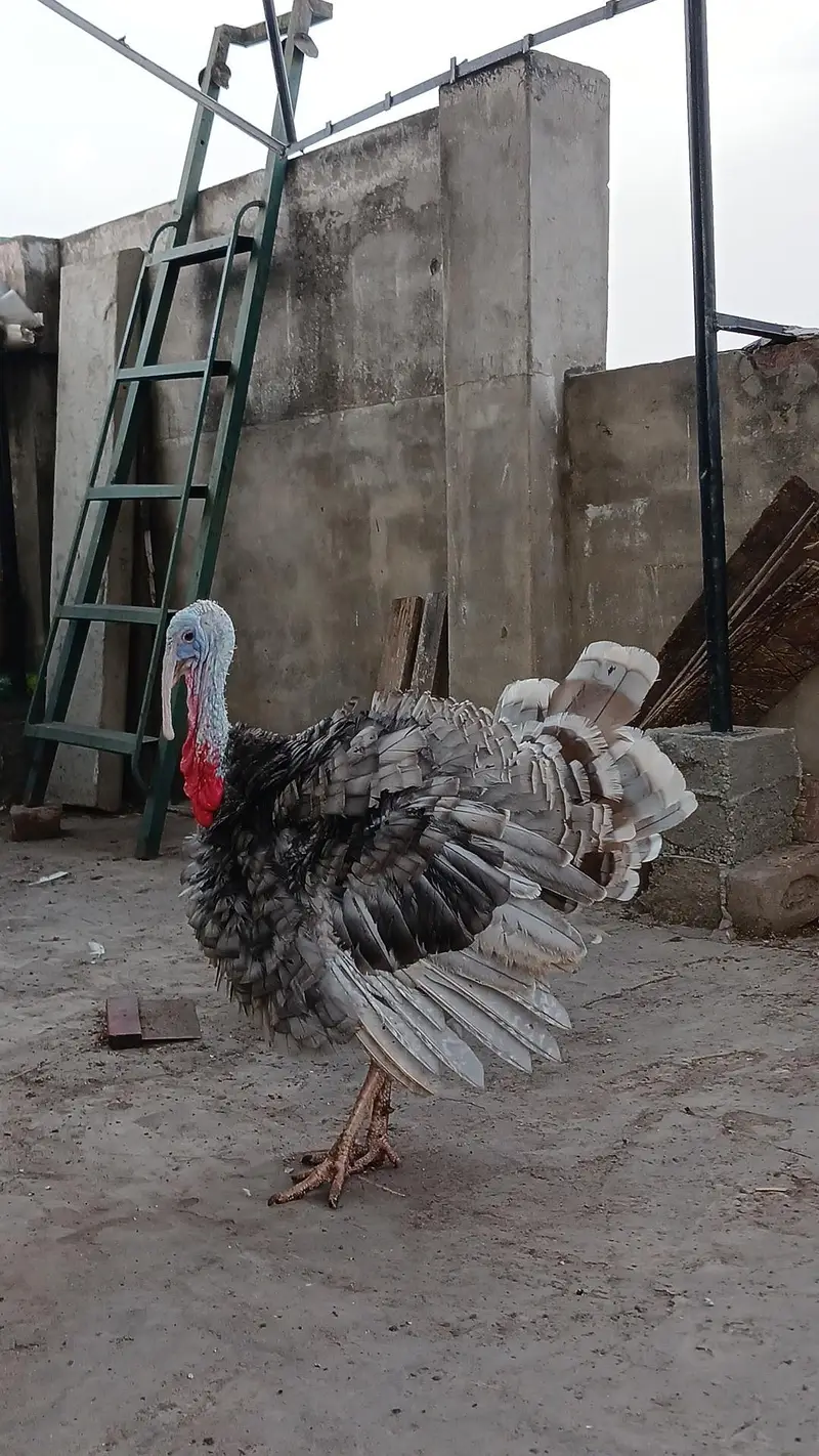turkey bird